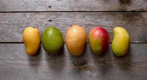 Julie & East Indian Mangoes from Jamaica coming to South Florida supermarkets