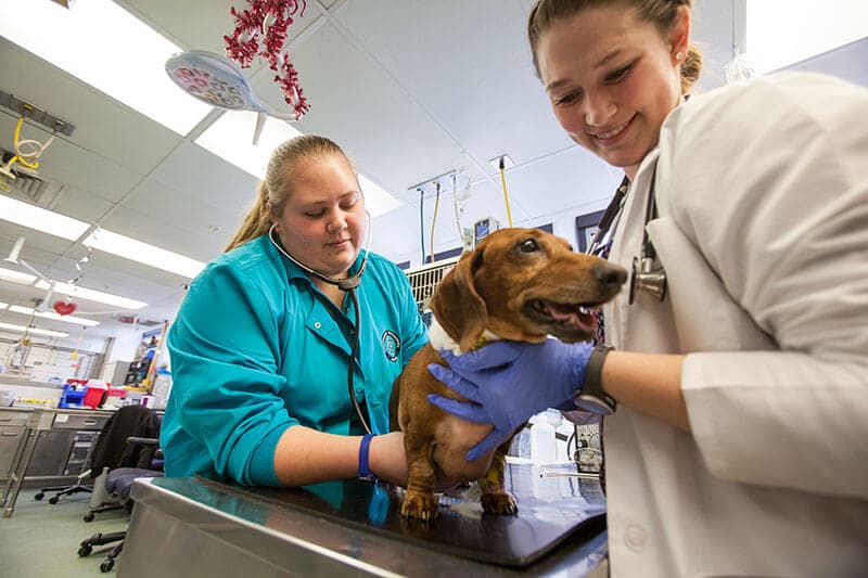 4 criteria for choosing the right accredited veterinary program near you