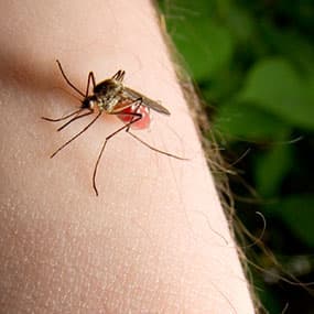 Beware of Zika infection as rainy season approaches