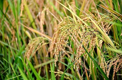 Guyana provides $2.76 billion in support to rice farmers amid global price pressures