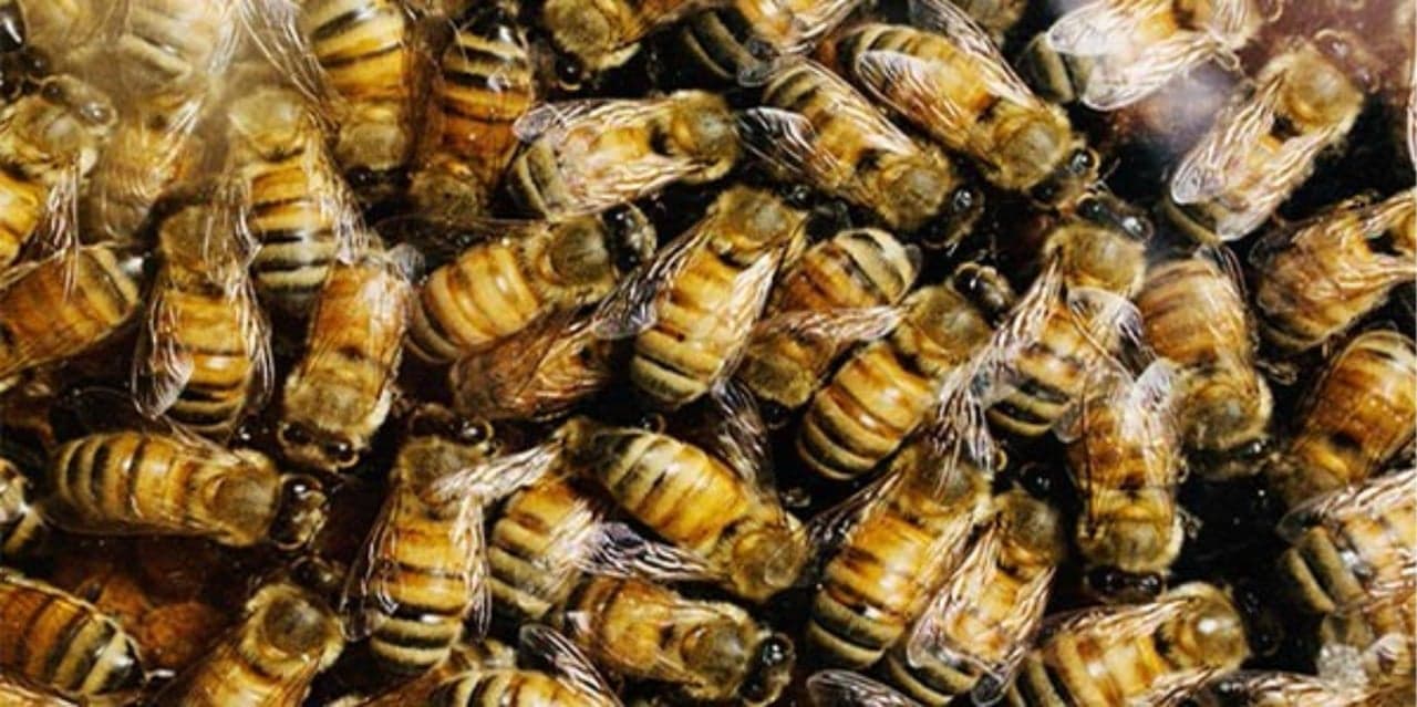 Killer bees leave sugar worker dead in Guyana