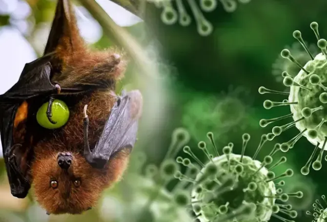 St. Vincent and the Grenadines monitoring Nipah virus threat