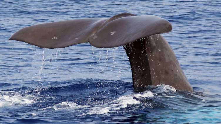 Dominica delays sperm whale reserve bill amid stakeholder concerns