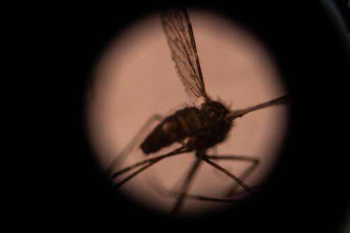 Suriname becomes first Amazonian nation to eliminate malaria