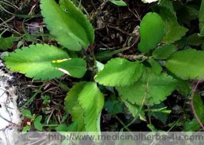 Some Jamaican plants found best for herbal treatments