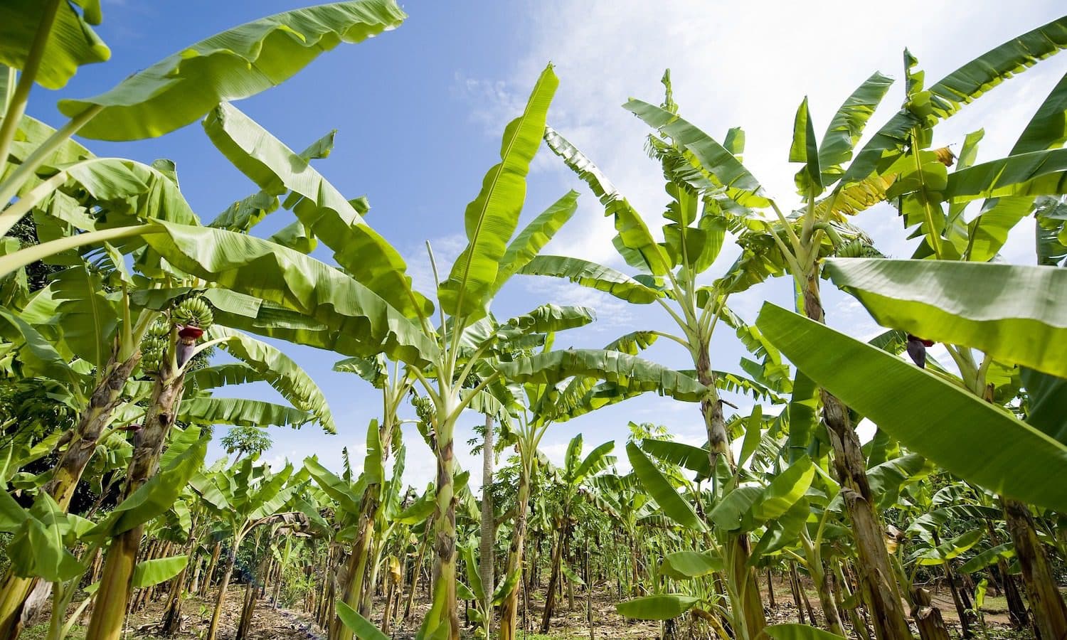 Access to financing top agenda at upcoming Caribbean agricultural forum
