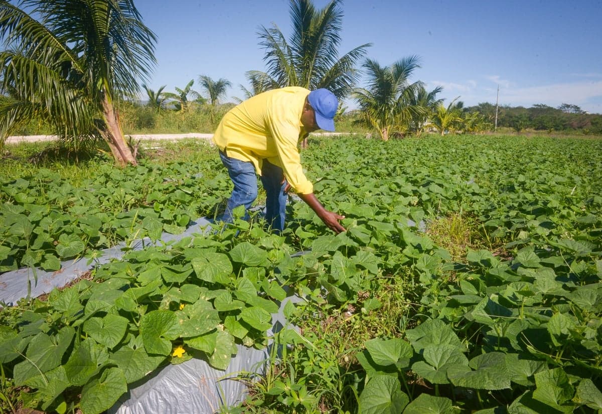 J$20M insurance payouts coming for Jamaican farmers after Hurricane Melissa