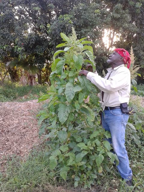 Caribbean-Americans returning to farming lifestyle in South Florida