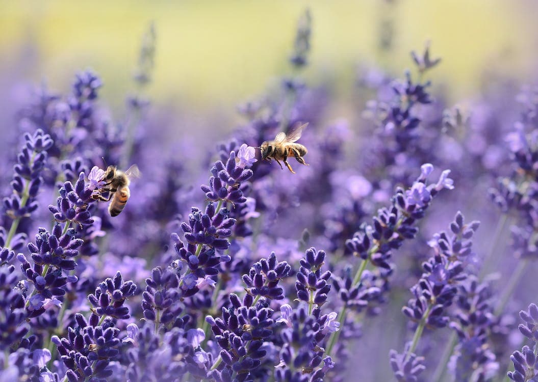 USDA to recognize National Pollinator Week