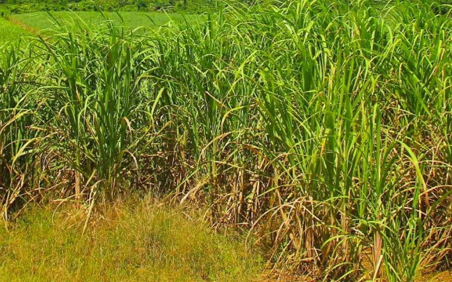 Barbados to privatize sugar industry