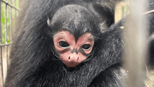 Spider Monkey with Batman feature born at Florida zoo