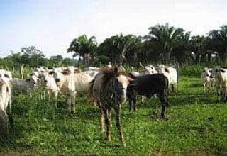 Mexico gives approval for cattle export from Belize