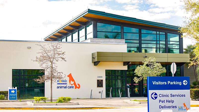 Broward Animal Shelter overwhelmed by cats, calls for residents to adopt