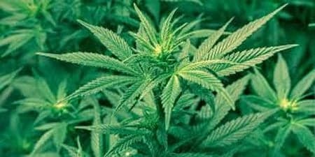 Guyana to host marijuana conference