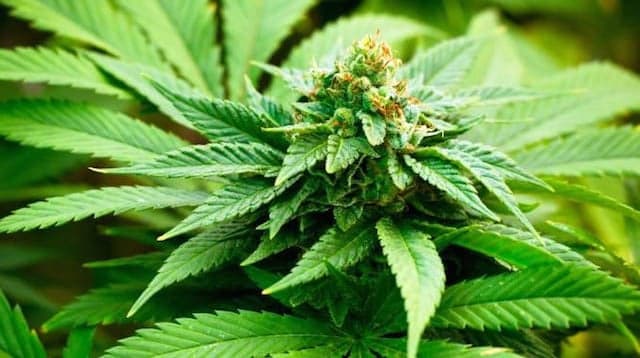 Sweet Leaf Madison Capital’s preferred vendor program helps Florida cannabis operator