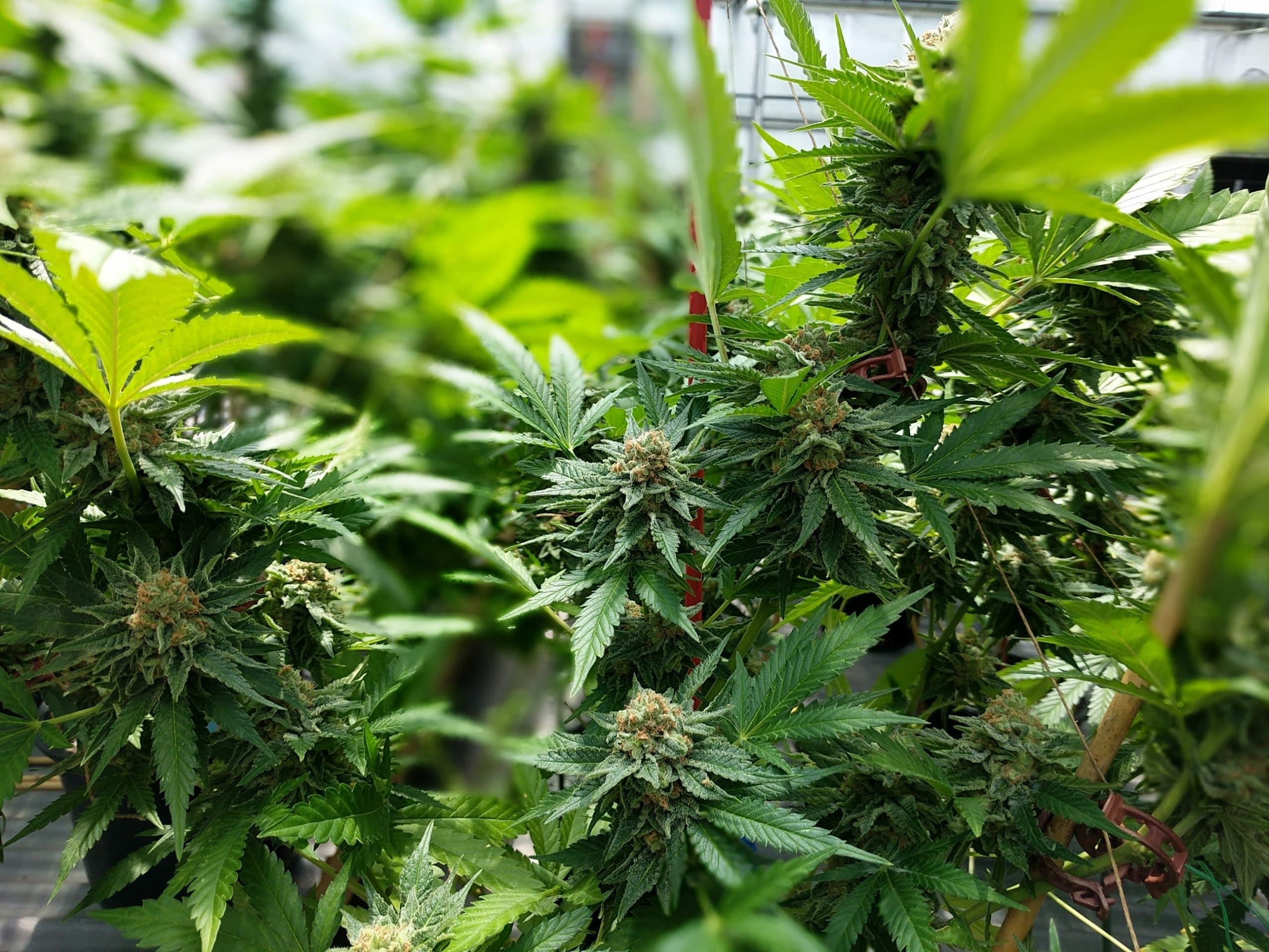 Jamaican police seize ganja worth over US$2million in Bull Bay