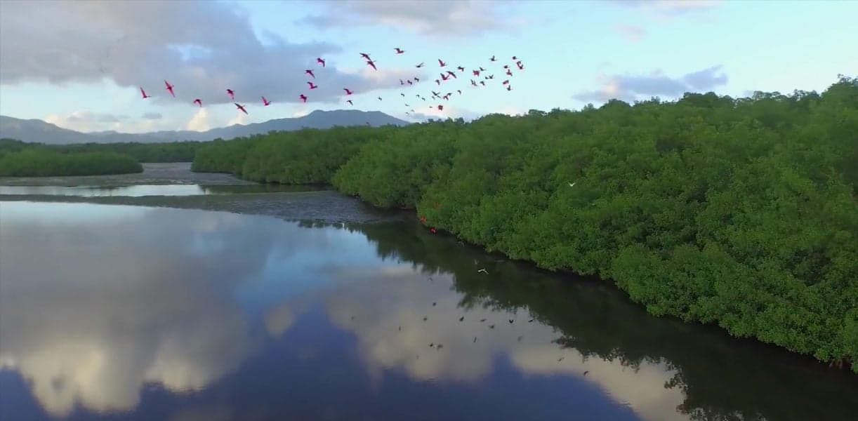 Caroni Swamp & Bird Sanctuary