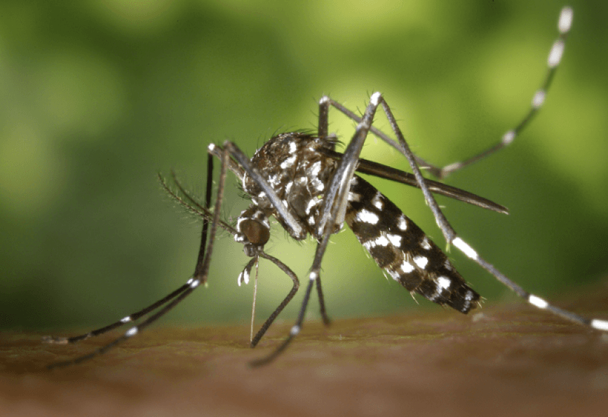 Suriname records over 130 chikungunya cases and one death