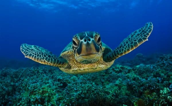 St. Kitts and Nevis, explore the intoxicating beauty of the islands