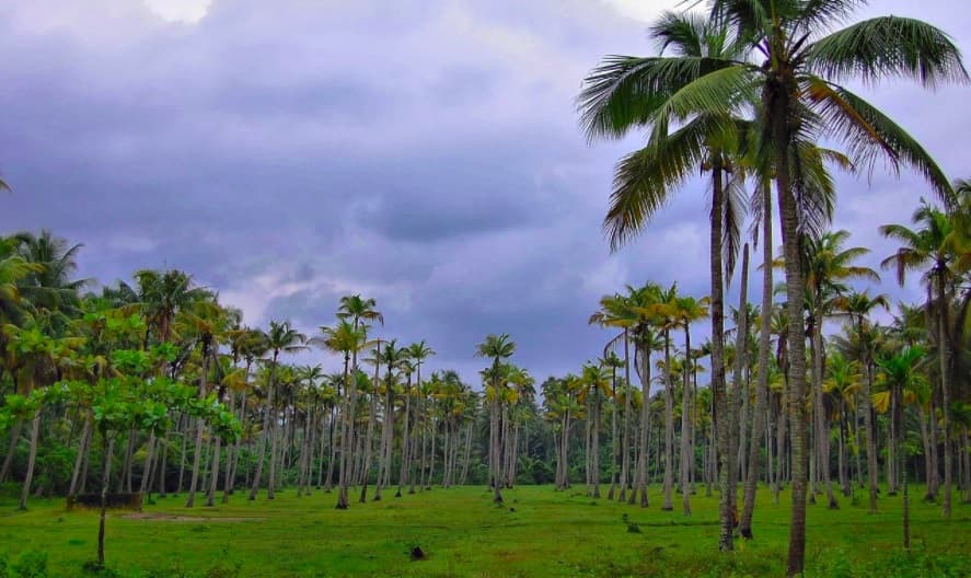 New guidelines for Caribbean coconut farmers