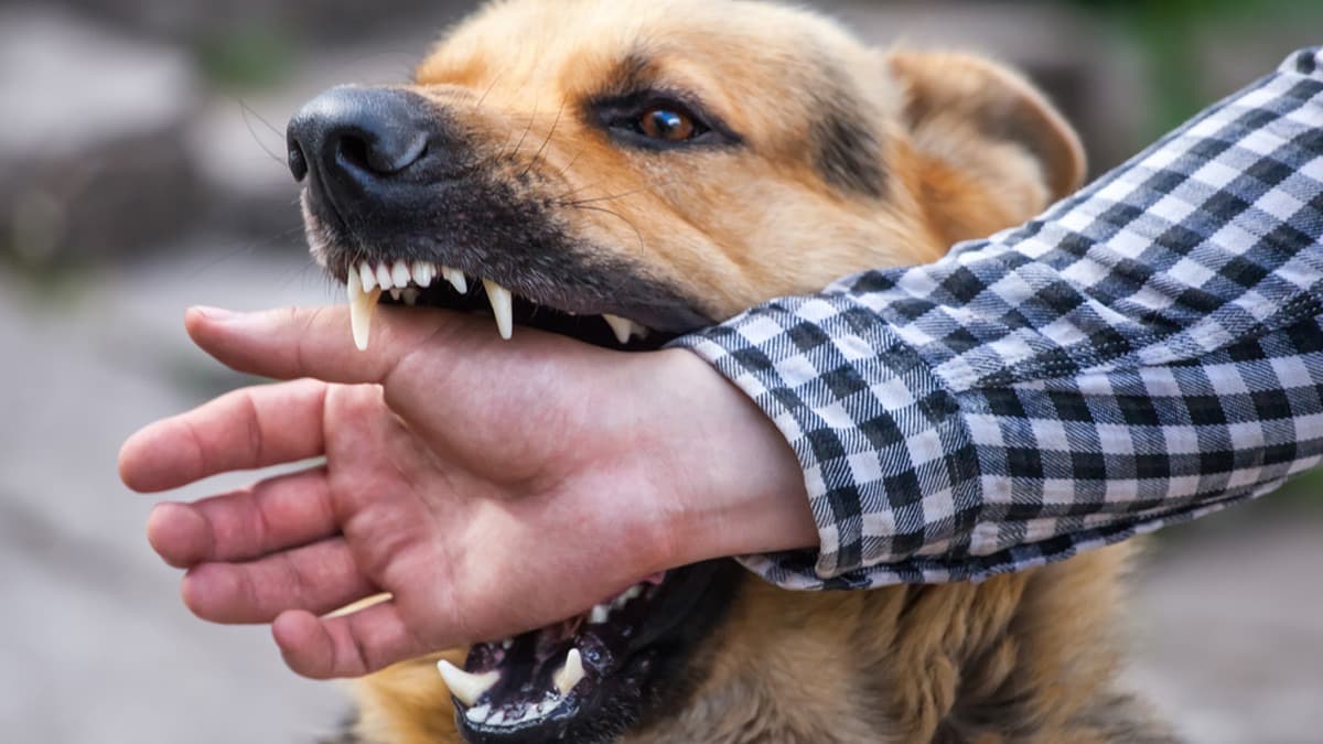 Rabies alert issued in Davie area of Broward County after raccoon tests positive