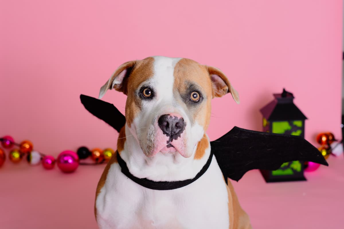 Broward County to host free Halloween celebration with pet adoptions