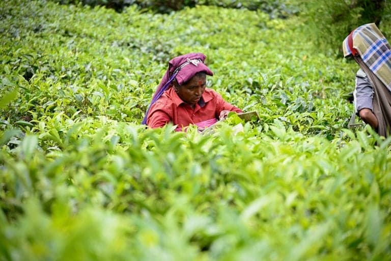 Farmers in Haiti Cultivating the Country's Feature