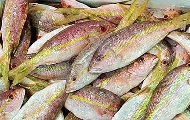 Caribbean countries discuss strategies to deal with illegal, unreported, unregulated fishing