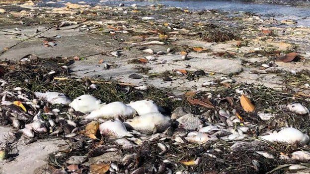Large Fish Kill reported in Biscayne Bay