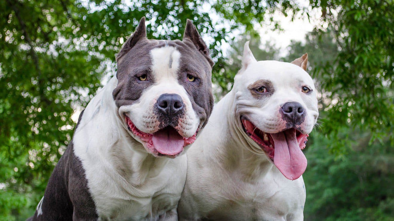 Miami-Dade County ends pit bull ban after three decades