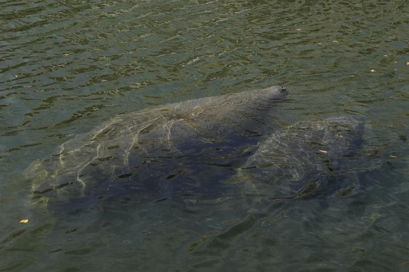 Florida manatees again being fed lettuce to slow starvation