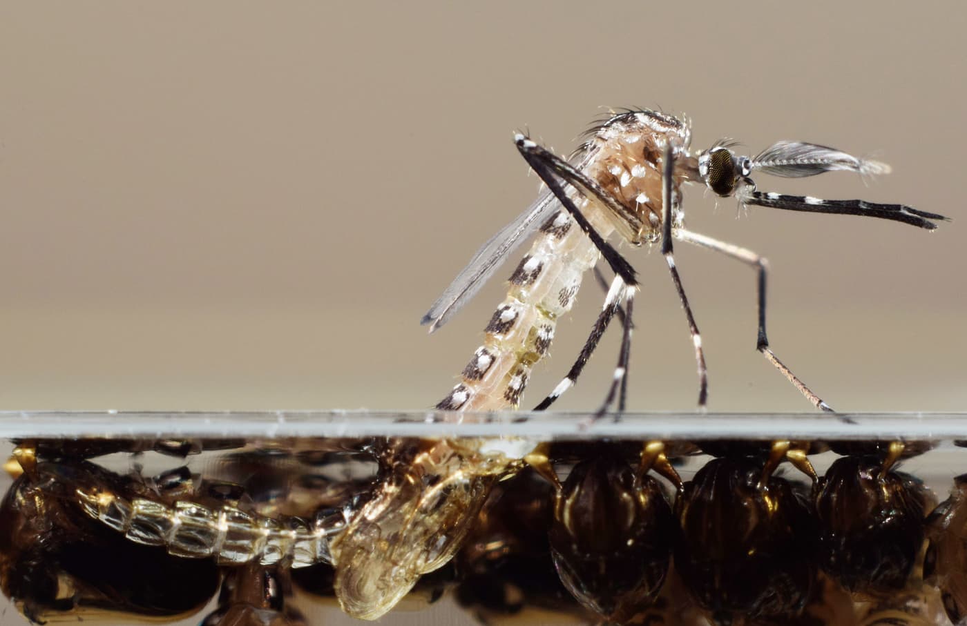 Fear of genetically modified mosquitoes to fight Zika