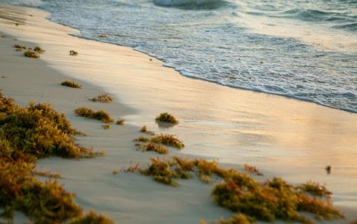 From seaweed to sustainability: Grenada's innovative approach to sargassum