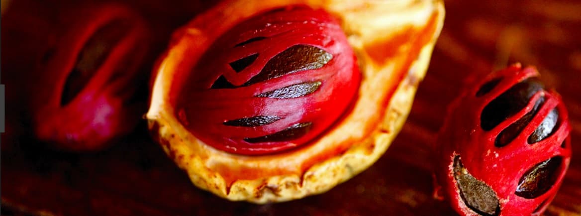 Grenada warns nutmeg farmers on food safety