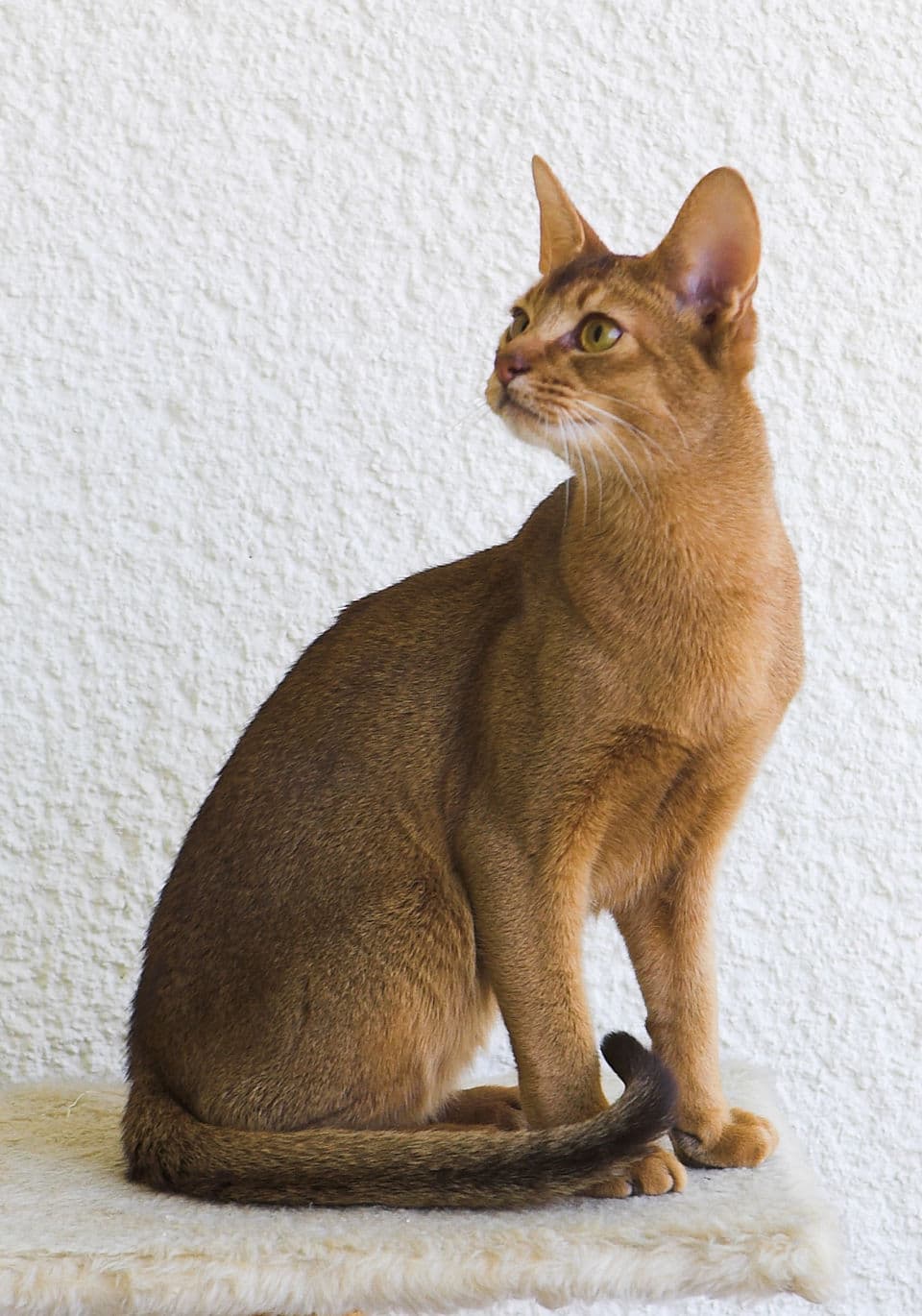 Why the Abyssinian is the perfect first cat for new owners