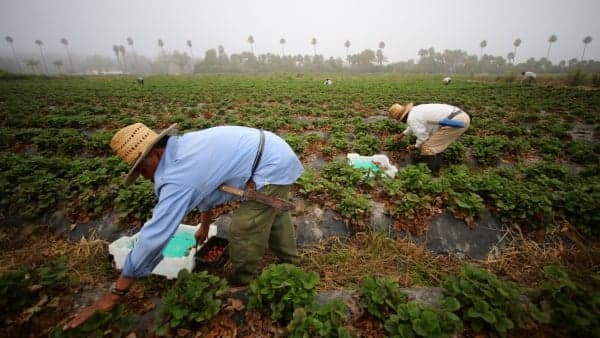 Nearly 8,000 Jamaicans employed overseas since start of 2025