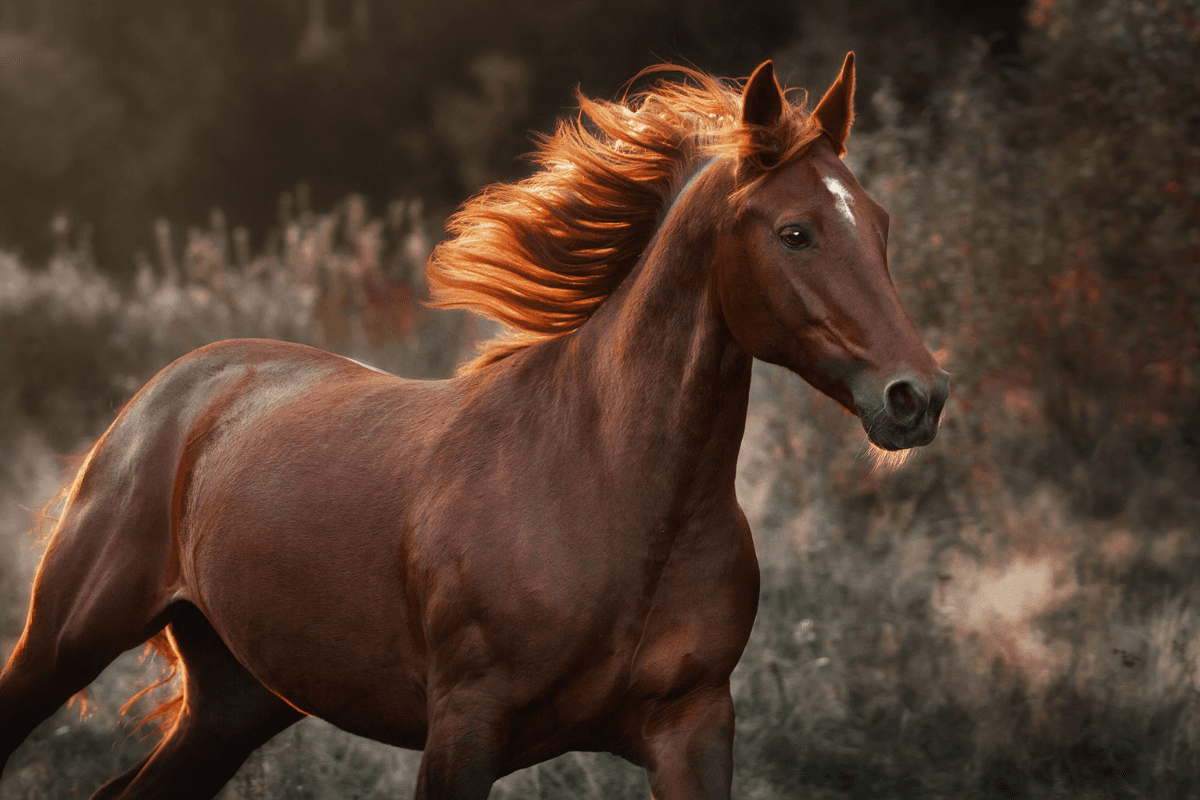 How Healthy Horse Treats Support Training and Well-being