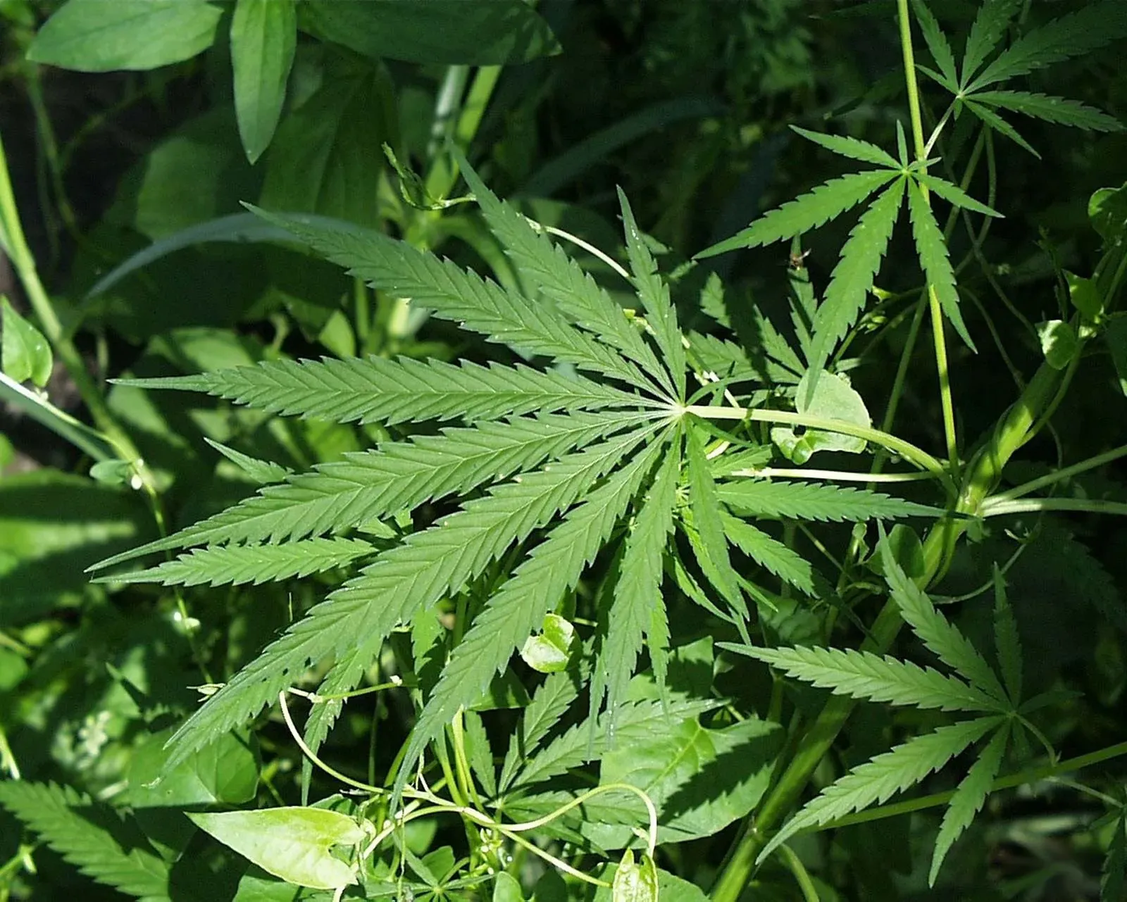 Guyana advances plans to develop industrial hemp sector, identifies Regions Six and Ten for cultivation