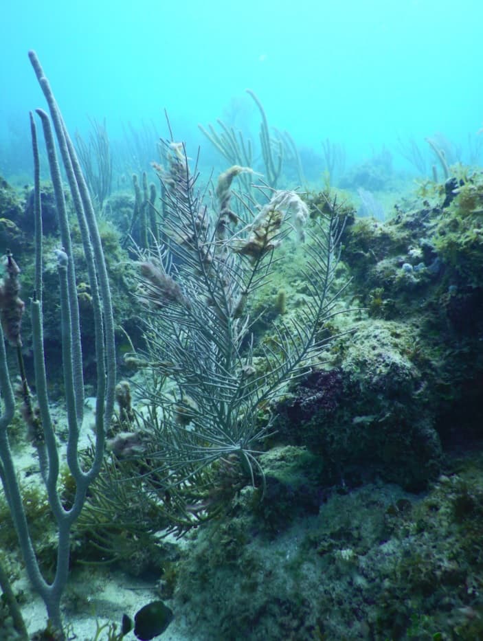 US scientists examine hurricane damage to Caribbean coral reefs