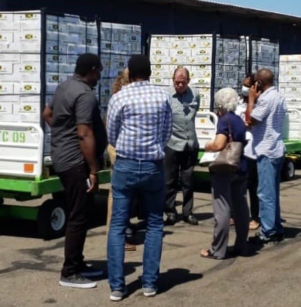 Jamaican Mangoes For New York and NE USA Markets