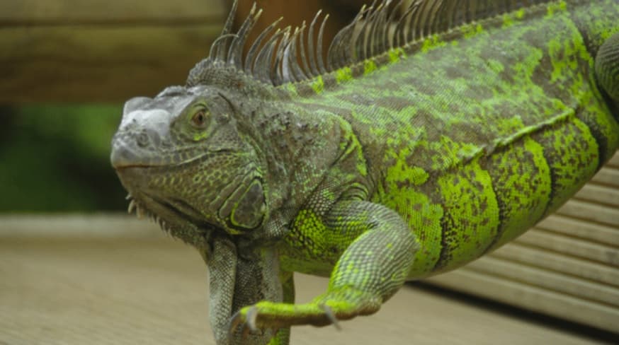 Cayman Islands exports iguana meat to United States