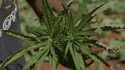 Unbelievable! Is Jamaican Really Running Out of Ganja?