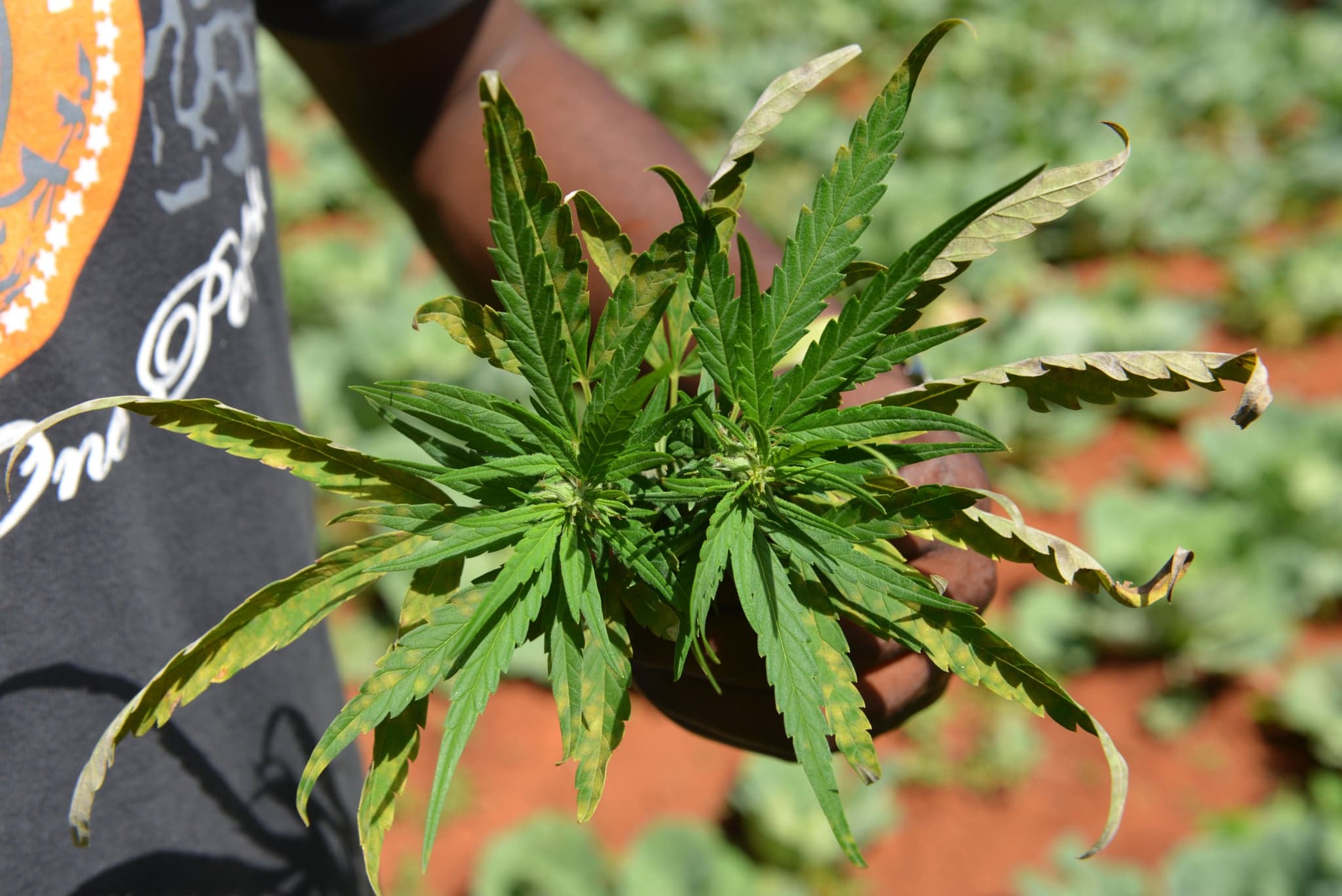 St. Lucia Joins Dominica With Plans to Decriminalise Marijuana