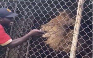Lion bites off man's finger at Jamaica Zoo