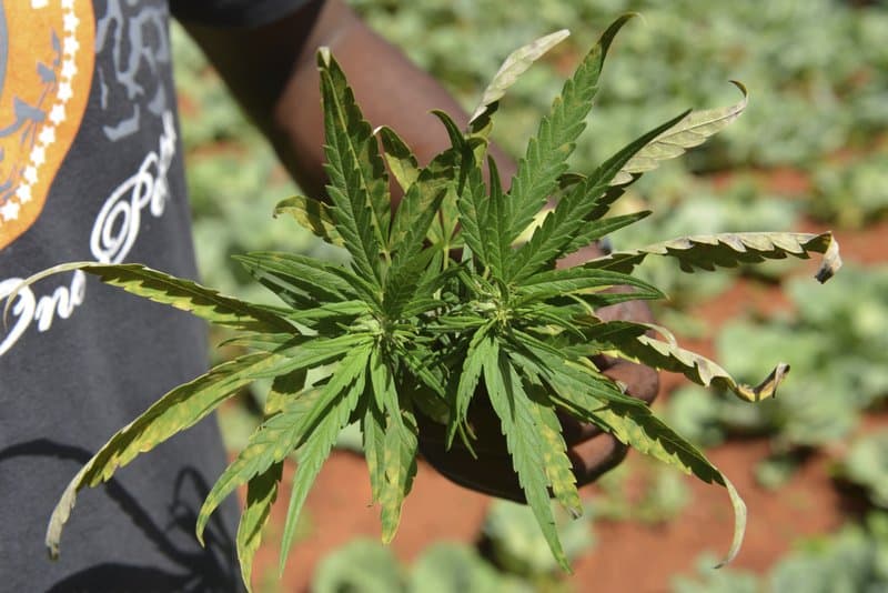 Jamaica Faces Marijuana Shortage as Farmers Struggle