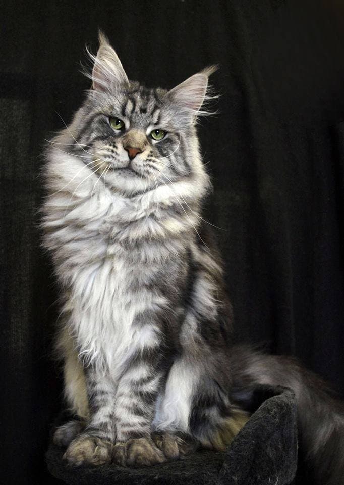 Maine Coon cats for sale in the USA