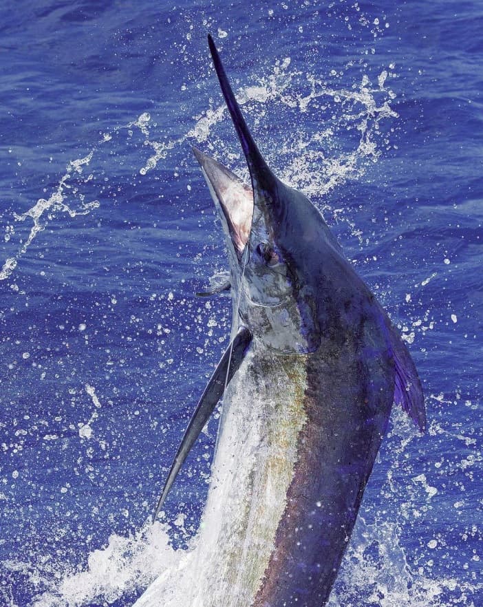 Fishing in Caribbean could be impacted by climate change