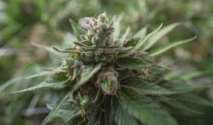 Jamaica moving quickly on medical cannabis industry
