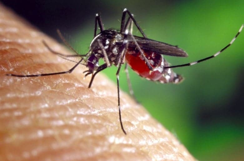 Private companies join forces to release dengue-fighting mosquitoes in the Caribbean