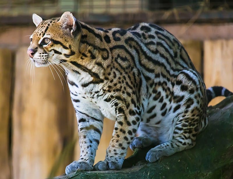 Smuggled wild ocelot on the loose in Black River, Jamaica